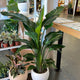 Strelitzia Bird of Paradise